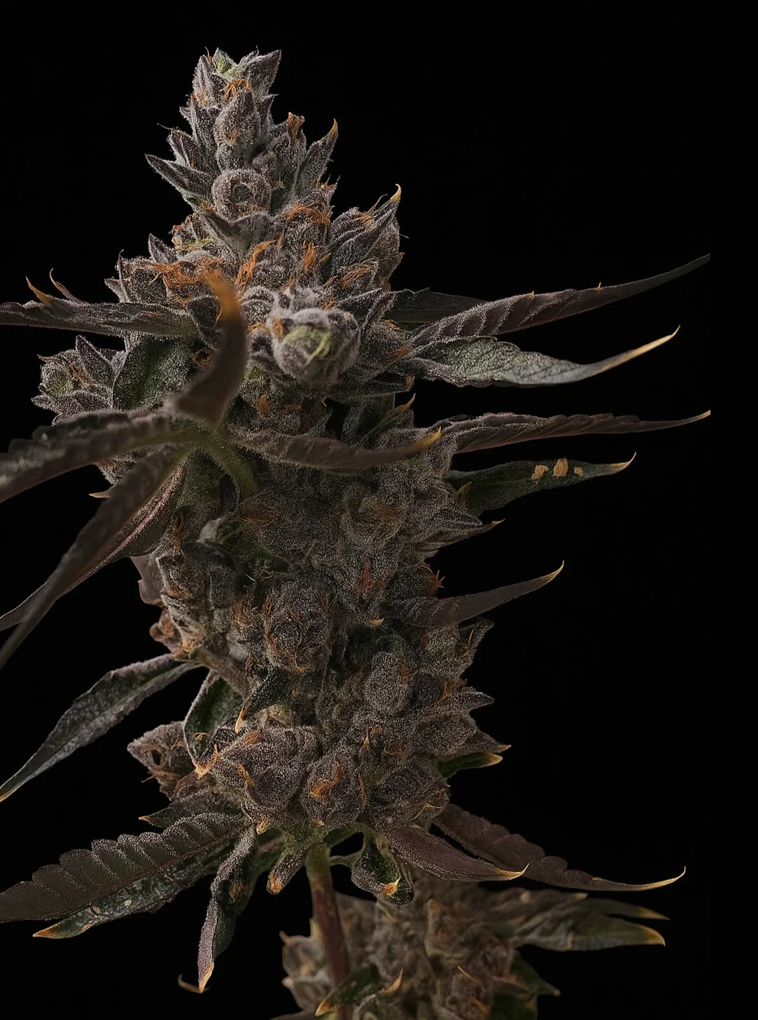 Pink Runtz Cannabis Clones - Highline Nursery
